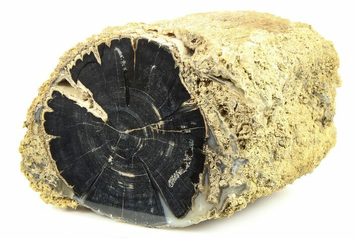 Wide, Petrified Wood (Schinoxylon) Limb - Blue Forest, Wyoming #274825